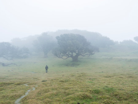 Fanal laurel forest in dense fog with lonely man figure. Bizarre shape mossy trees, twisted branches, moss and fern. Mysterious creepy atmosphere. Tourist point Fanal, Madeira, Portugalの写真素材