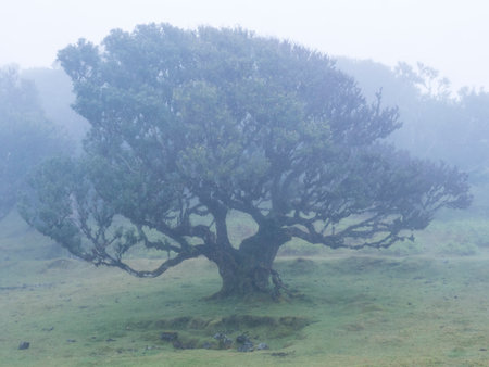 Old bizarre shape mossy stinkwood tree with twisted branches, covered by moss and fern in Fanal...