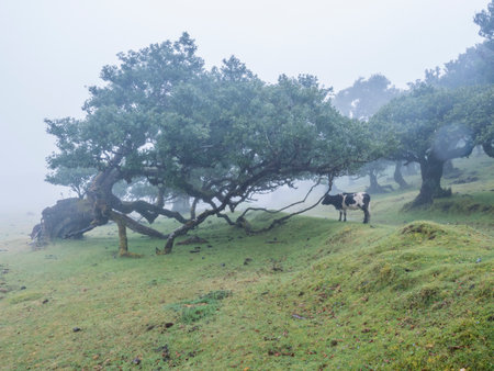 Fanal laurel forest in rain and dense fog with cow and bizarre shape mossy trees, twisted branches,...