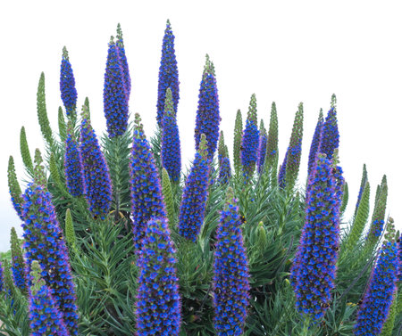 Close up of a Echium candicans, Pride of Madeira, large blue flowers in full bloomの写真素材