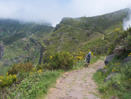 man hiker at paved footpath in green foggy misty mountains covered with yellow flowers and white dry...