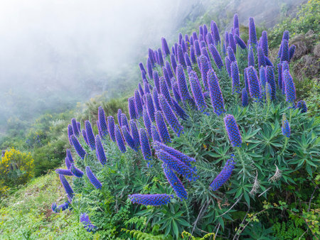 Close up of a Echium candicans, Pride of Madeira, large blue flowers in full bloomの写真素材