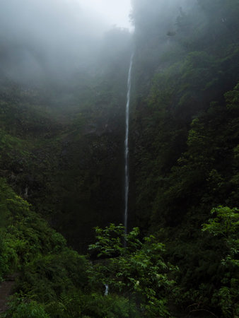 100 m high waterfall in thick fog at the end of Levada Caldeirao Verde hiking trail, Madeira island, Portugal. Dense tropical rainy laurel forest plants and vegetation.の写真素材
