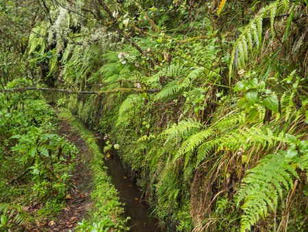 narrow footpath along levada, water irrigation channel with dense tropical forest plants and...