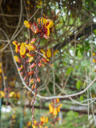 Close up of Yellow brown and red Hanging Flowers Of Thunbergia Mysorensis Plants In The Garden in bloom. Mysore trumpetvine or ladys slipper vine, selective focusの写真素材