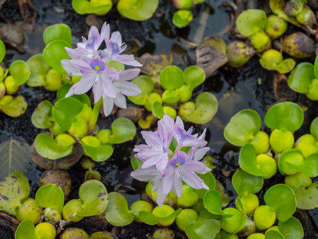 Close up of water hyacinth flowers, Eichornia crassipe or Pontederia crassipes. Aquatic plant....
