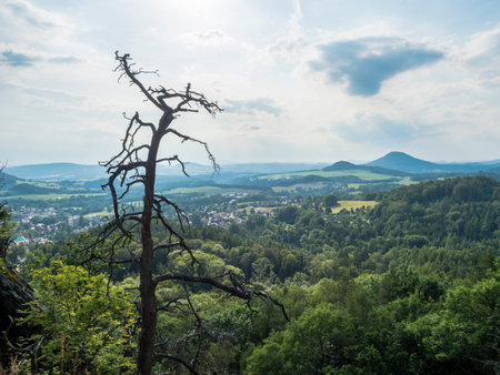 Panoramic view from sandstone rock lookout Jehla near Ceska Kamenice town. Summer landscape in Lusatian Mountains with green hills and mixed forest. Dried pine tree in foregroundの写真素材