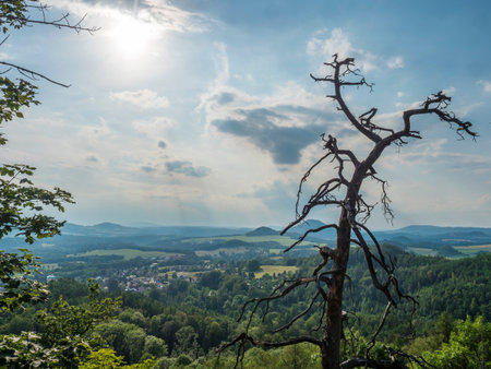 Panoramic view from sandstone rock lookout Jehla near Ceska Kamenice town. Summer landscape in Lusatian Mountains with green hills and mixed forest. Dried pine tree in foregroundの写真素材