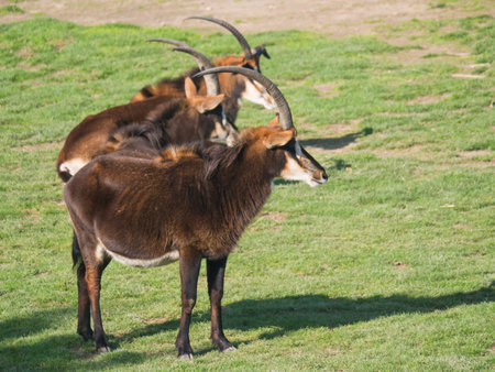 Close up group of Sable antelope, Hippotragus niger grazing in the grass pasture. Large antelope which inhabits wooded savanna in East and Southern Africaの写真素材