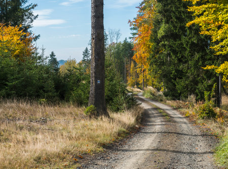 Dirt road in colorful autumn deciduous beech tree and spruce tree forest with blue tourist sign on tree trunk.の写真素材