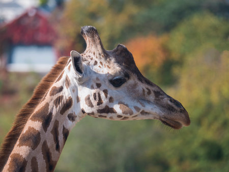 Close up portrait of giraffe head and neck. Giraffa camelopardalis camelopardalis Linnaeus, profile view, focus on eye bokeh autumn leaves background.の写真素材