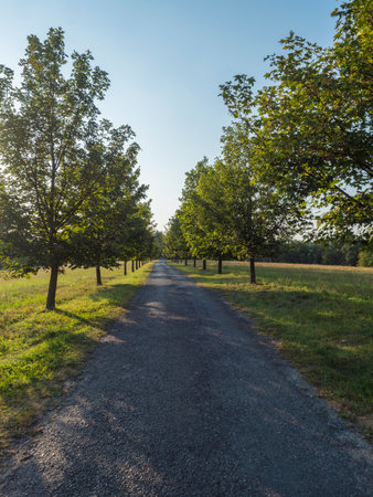 Rural country road, alley with green trees. Golden hour sunlight, clear blue sky. Summer scene, diminishing perspective, verticalの写真素材