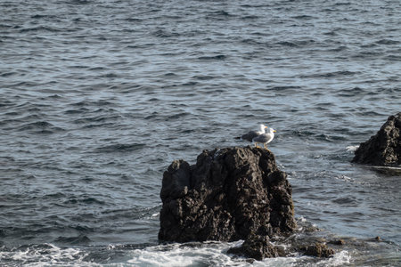 Couple of seagulls stands on a black lava rock and looks ahead. Behind it is the restless atlantic ocean. Great black-backed gull, Larus marinus in natural habitat at Tenerife islandの写真素材