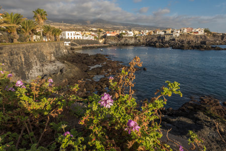 Views of the picturesque Alcala village with traditional architecture houses, small tranquil cove with beach and pier. Pink flowers in foreground, selective focus. Tenerife, Canary Islands, Spainの写真素材