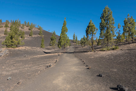 Winter view from hiking trail Samara. Mountains and lava fields with pine tree forest, blue sky. El Teide National Park, Tenerife, Canary Islands, Spainの写真素材