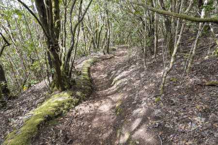 Narrow footpath at laurisilva forest at Park rural de Teno mountains, Tenerife, Canary Islands. Mysterious fairytale magical nature scenery with Erica arborea trees, moss, ferns and green leavesの写真素材