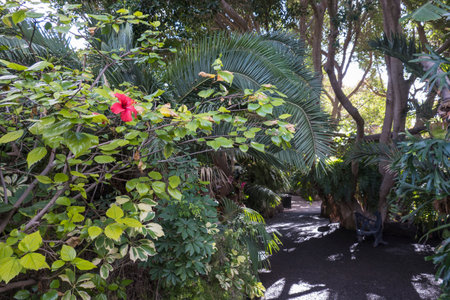 Path through a lush tropical botanical garden on Tenerife Canary Islands with various orchids, ferns and palm trees.の写真素材