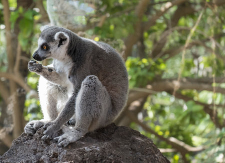 Close up of Ring Tailed Lemur, Lemur catta eating fruit, sitting on the rock. Selective focus, green...
