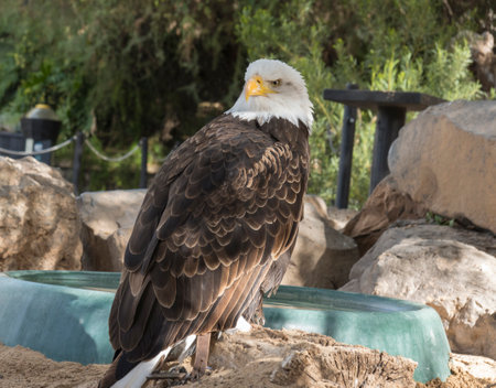 The portrait of Stellers bald eagle in captivity. Haliaeetus leucocephalus brown bird of prey found in North America has white head and tail and large hooked yellow beakの写真素材