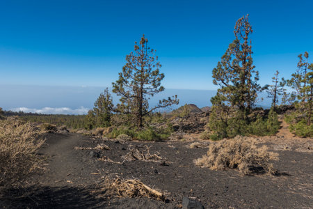 Winter view on volcano Pico del Teide with snow spots from hiking trail Samara. Mountains and lava fields with pine tree forest, blue sky. El Teide National Park, Tenerife, Canary Islands, Spainの写真素材