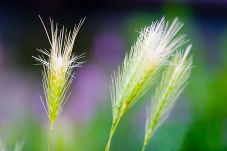 high grassesの写真素材