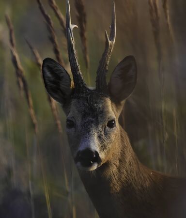 Close-up of a male european roe deer (capreolus capreolus) at sunset.の写真素材
