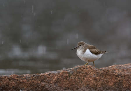 Common sandpiper (Actitis hypoleucos) in the rain.の写真素材