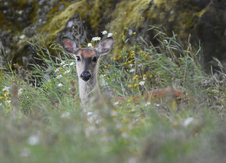 White-tailed deer (Odocoileus virginianus) doe in the grassy field.の写真素材