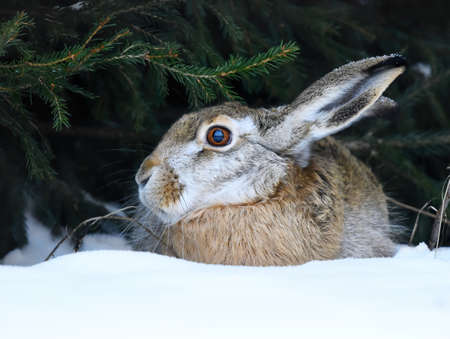 European hare (Lepus europaeus) resting in the snow.