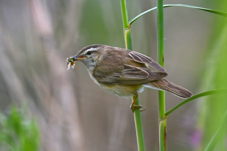 Sedge warbler (Acrocephalus schoenobaenus) with a beak full of insects.の写真素材
