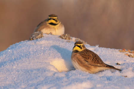 Horned lark or shore lark (Eremophila alpestris) pair resting on a snow pile in winter.の写真素材