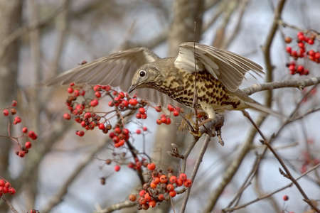 Mistle thrush (Turdus viscivorus) feeding on rowan berries.