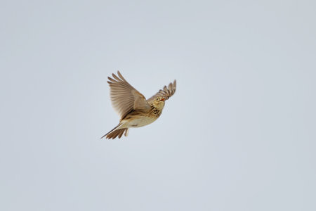 Eurasian skylark (Alauda arvensis) fyling and singing in spring.の写真素材