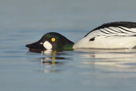 Common goldeneye (Bucephala clangula) male courtship display.の写真素材