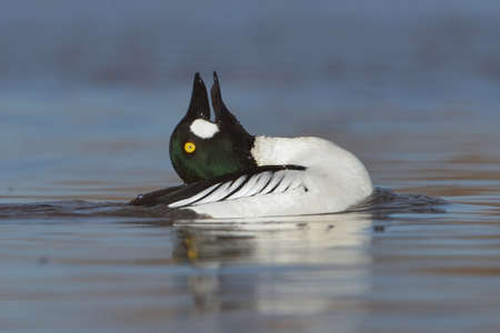 Common goldeneye (Bucephala clangula) male courtship display.の写真素材