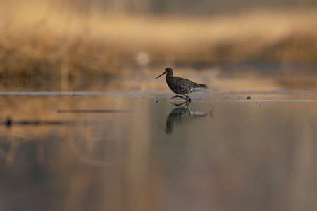 Spotted redshank (Tringa erythropus) male searching food in the wetlands in early morning light.