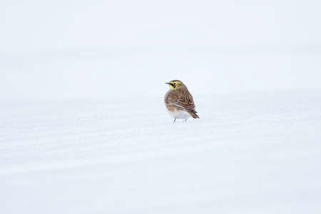 Horned lark or shore lark (Eremophila alpestris) standing in snow in winter.の写真素材