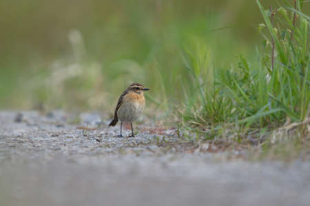 Whinchat (Saxicola rubetra) female looking for food on the ground.の写真素材