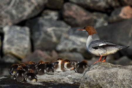 Goosander or common merganser (Mergus merganser) female looking over ducklings.の写真素材