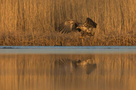 Juvenile white-tailed eagle (Haliaeetus albicilla) landing on the reed edge.