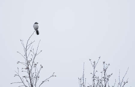Great grey shrike (Lanius excubitor) on a lookout in the tree top.