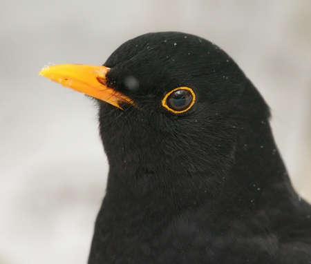 Eurasian blackbird or common blackbird (Turdus merula) male closeup in winter.の写真素材