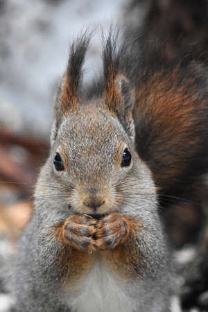 Red squirrel (Sciurus vulgaris) feeding closeup.