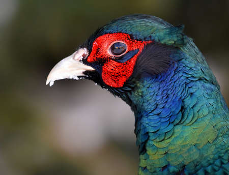Common pheasant (Phasianus colchicus) closeup.の写真素材