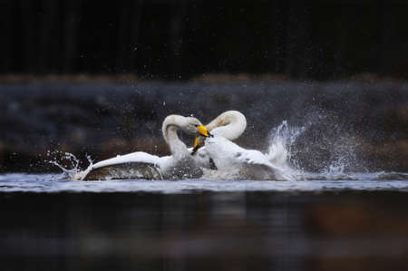 Two male whooper swans (Cygnus cygnus) fighting over territory in spring.の写真素材