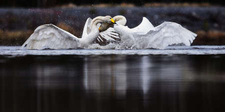 Two male whooper swans (Cygnus cygnus) fighting over territory in spring.の写真素材