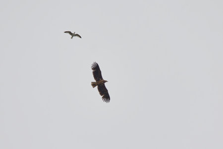 White-tailed eagle (Haliaeetus albicilla) juvenile flying in the sky while gull is harassing it.