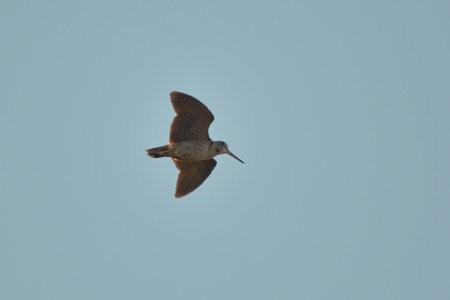 Eurasian woodcock (Scolopax rusticola) flying in the evening.