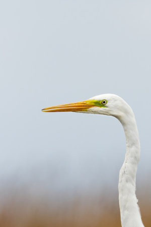 Great egret (Ardea alba) closeup.の写真素材