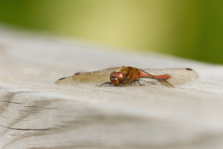 Vagrant darter (Sympetrum vulgatum) resting on a plank.